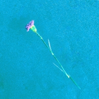 People You Know "Blue"