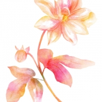 Carrie Wright "Bloom"