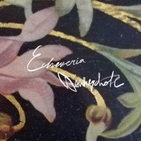 Donkeychote "Echeveria"